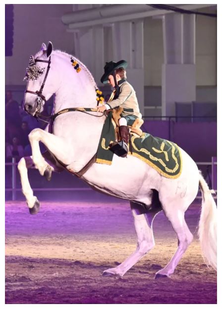 International Show of Purebred Horses in Murcia