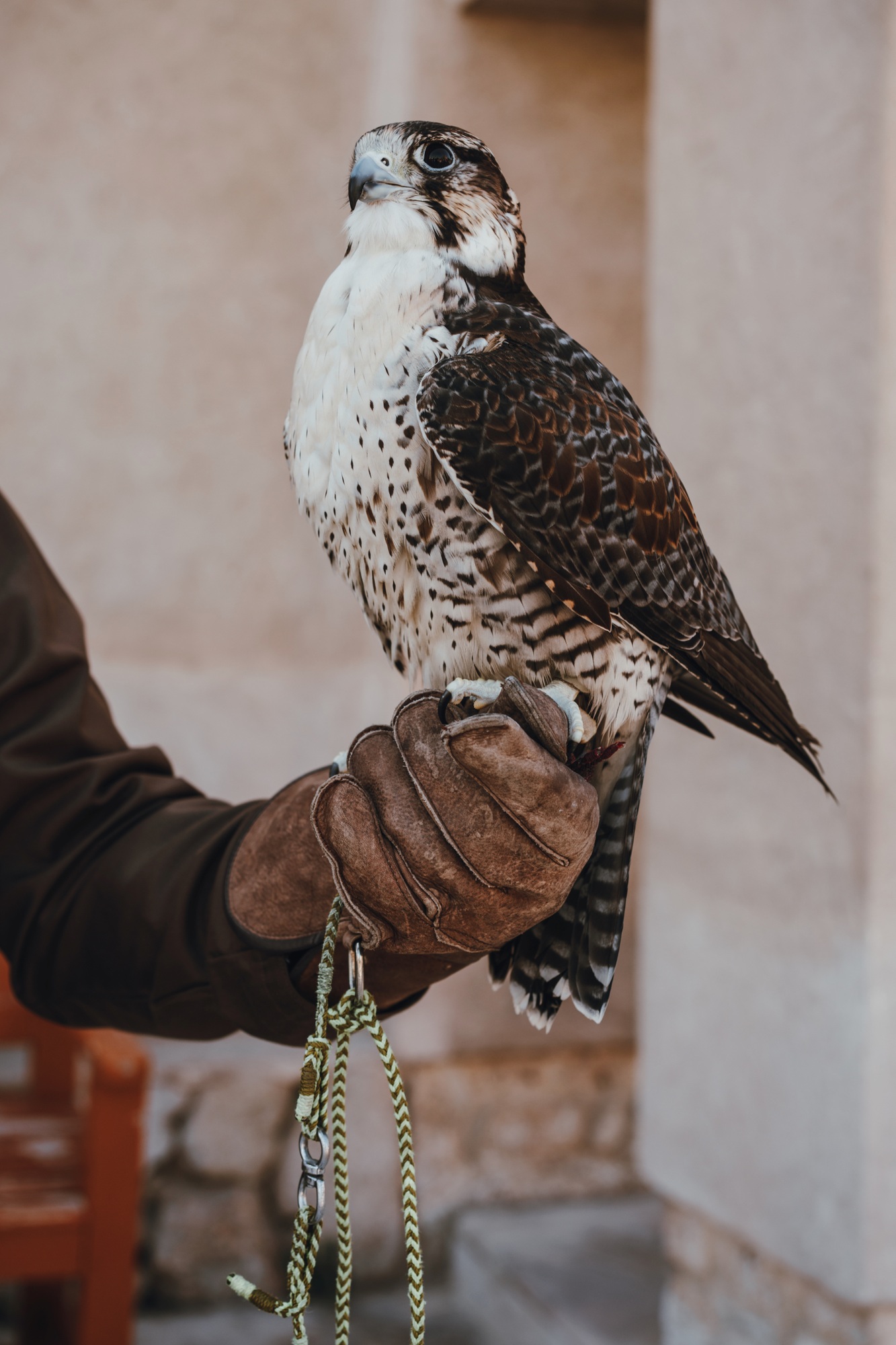 Orihuela Medieval Fair - Saturday 1 March