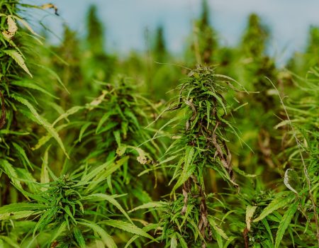 marijuana plants