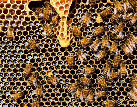 Bees