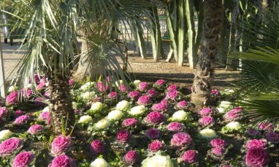 Elche Gardens