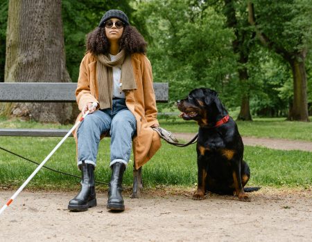 Assistance dog