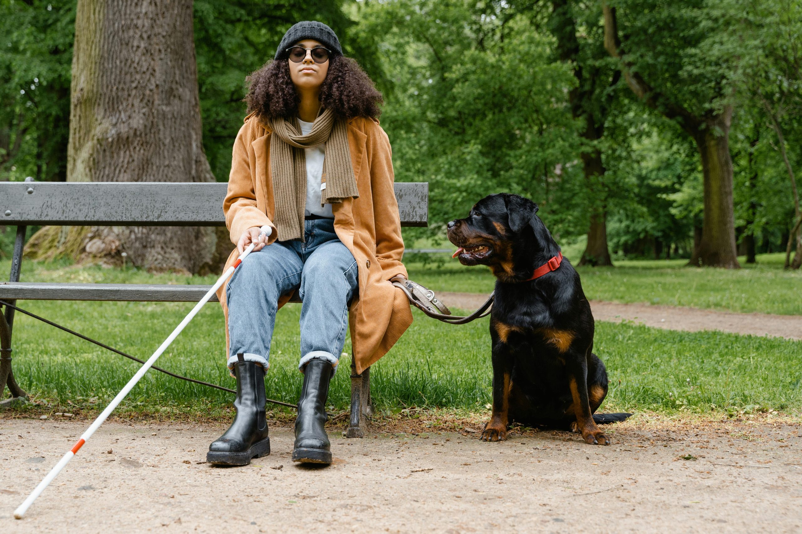 Assistance dog