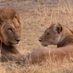 Lions