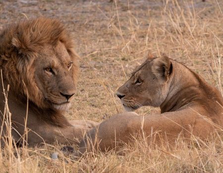 Lions