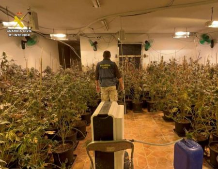 Marijuana plantation in San Vicente del Raspeig