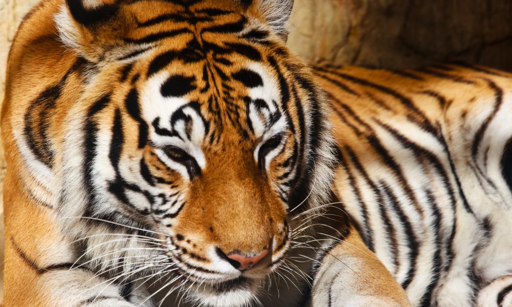 Bengal tiger