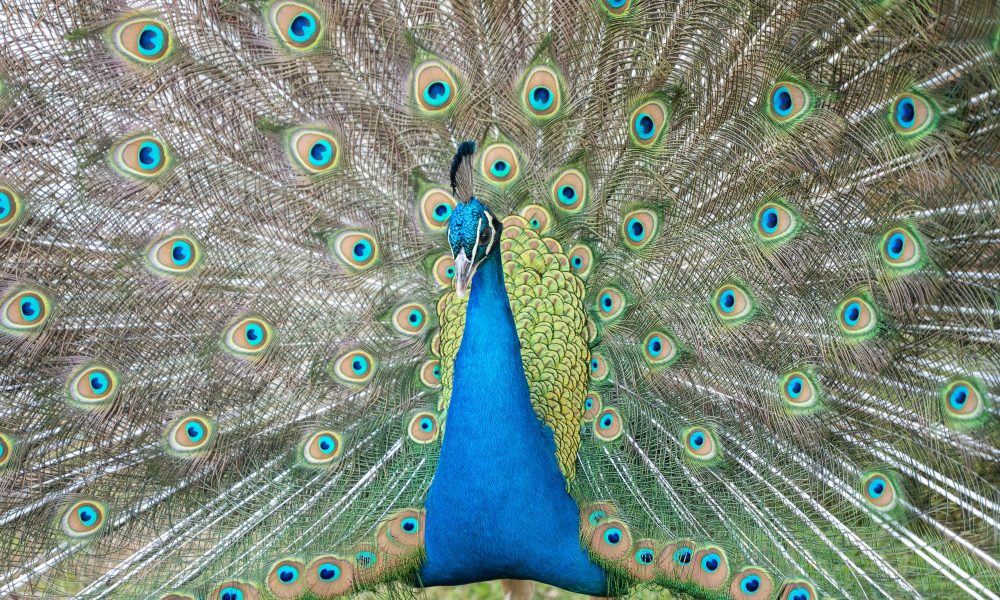 Closeup of a Peacock standing with her wings opened