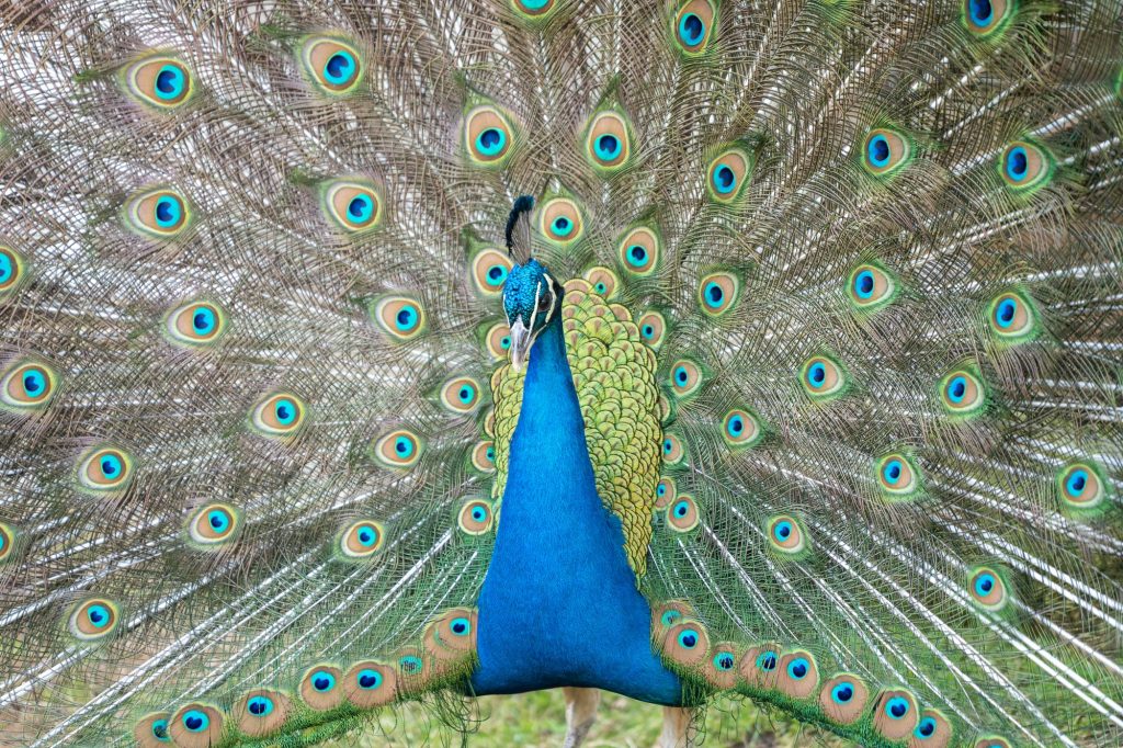 Closeup of a Peacock standing with her wings opened