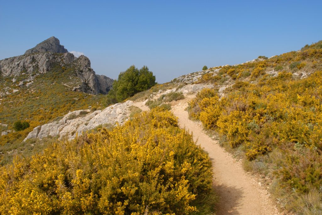 Hiking trail up in in the Sierra Bernia mountains with gorse in flower, Alicante Province, Spain