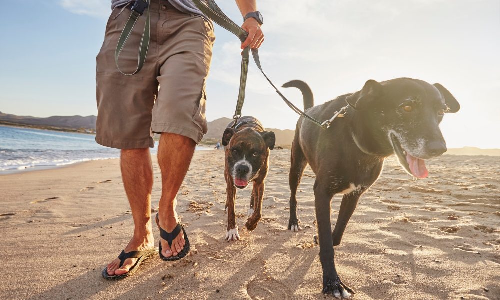 Owner walking dogs on beach