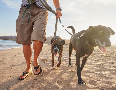 Owner walking dogs on beach