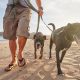 Owner walking dogs on beach