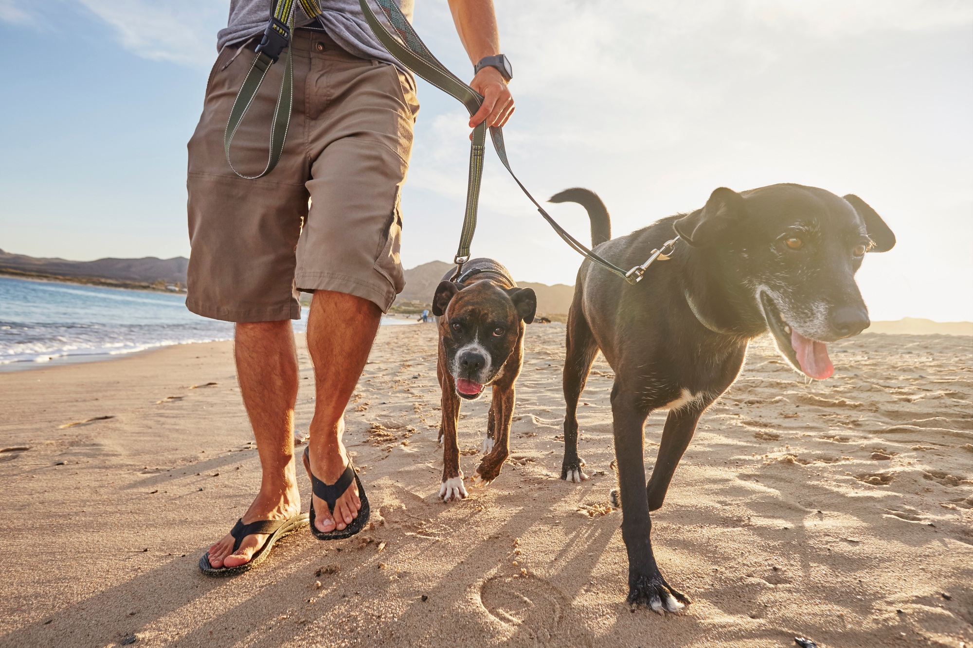 Owner walking dogs on beach