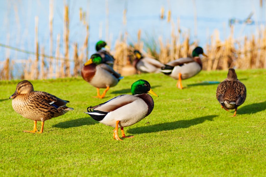 Wild ducks Mallard Anas platyrhynchos standing on the shore, female wild duck outside summer