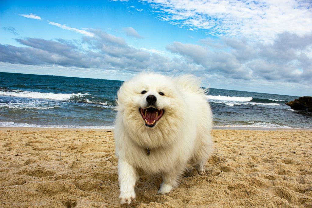 a white dog standing on top of a sandy beach