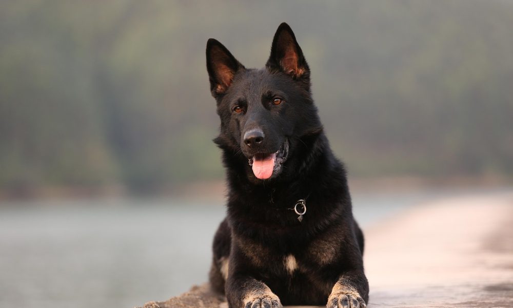 dog, animal, pet, shepherd, german shepherd, pets