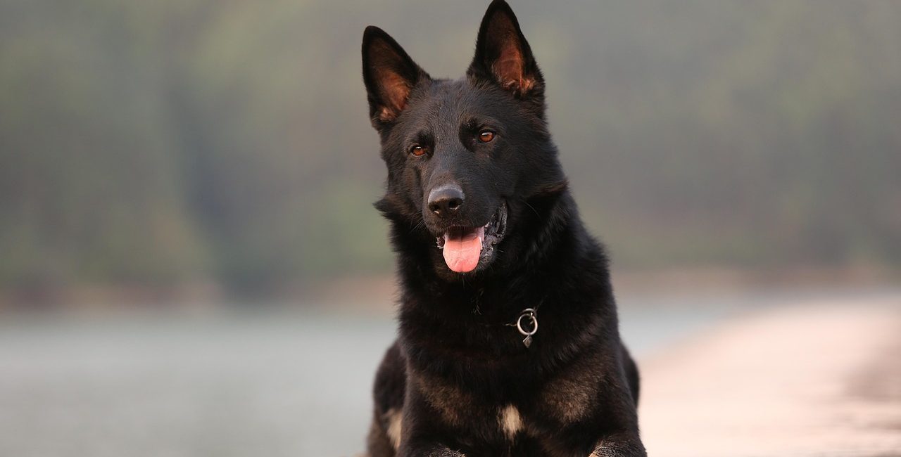 dog, animal, pet, shepherd, german shepherd, pets