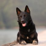 dog, animal, pet, shepherd, german shepherd, pets
