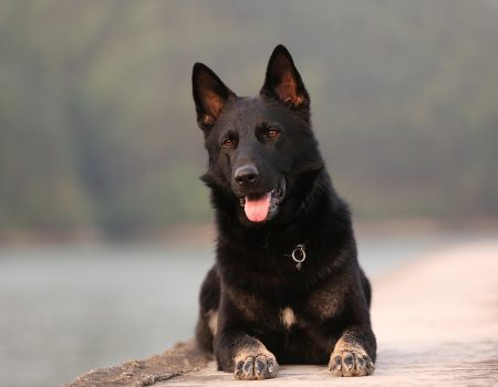 dog, animal, pet, shepherd, german shepherd, pets