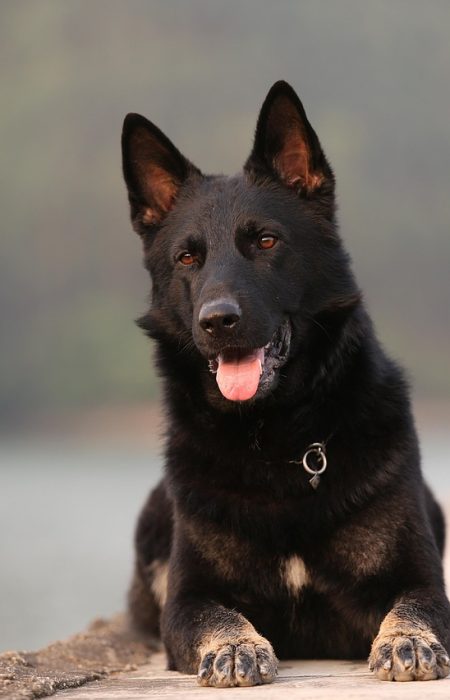 dog, animal, pet, shepherd, german shepherd, pets