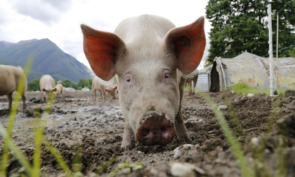 pig, sow, animal portrait, domestic pig, farm animal, happy pig, farm yard, agriculture, switzerland, ticino, pig, pig, pig, pig, pig