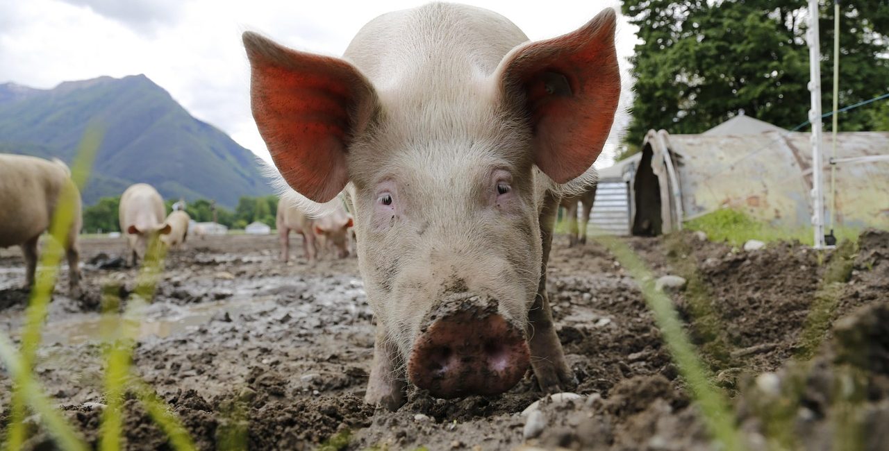 pig, sow, animal portrait, domestic pig, farm animal, happy pig, farm yard, agriculture, switzerland, ticino, pig, pig, pig, pig, pig