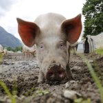 pig, sow, animal portrait, domestic pig, farm animal, happy pig, farm yard, agriculture, switzerland, ticino, pig, pig, pig, pig, pig