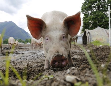 pig, sow, animal portrait, domestic pig, farm animal, happy pig, farm yard, agriculture, switzerland, ticino, pig, pig, pig, pig, pig