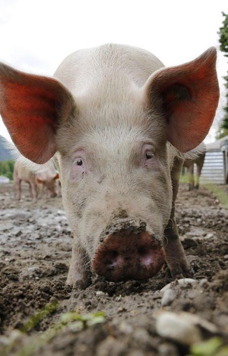 pig, sow, animal portrait, domestic pig, farm animal, happy pig, farm yard, agriculture, switzerland, ticino, pig, pig, pig, pig, pig