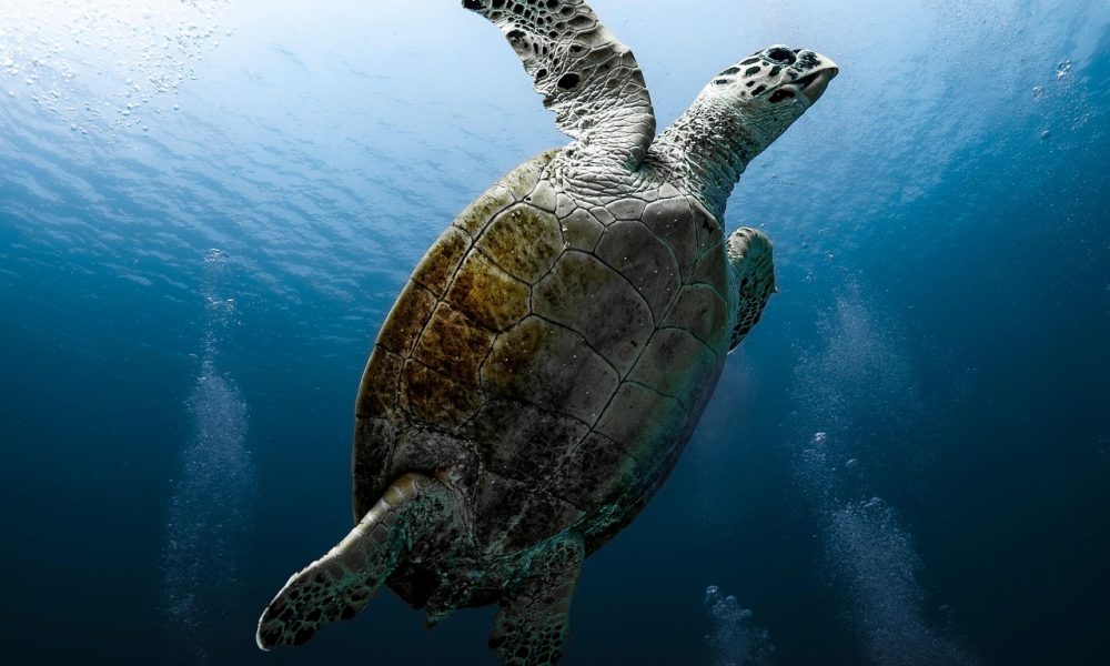 tortoise, reptile, sea turtle, red sea, dive, underwater, water, nature, ocean