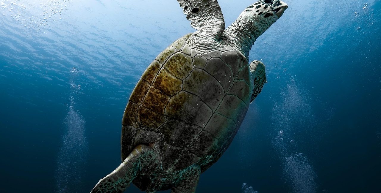 tortoise, reptile, sea turtle, red sea, dive, underwater, water, nature, ocean
