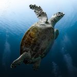 tortoise, reptile, sea turtle, red sea, dive, underwater, water, nature, ocean