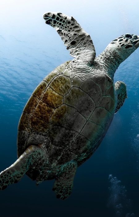 tortoise, reptile, sea turtle, red sea, dive, underwater, water, nature, ocean