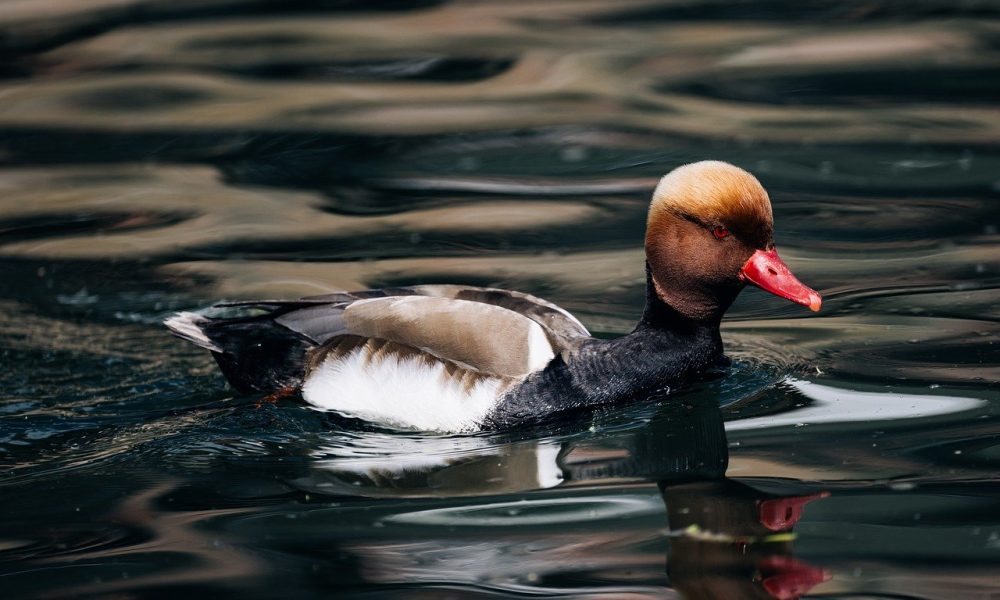 pochard, duck, water bird, nature, bird, plumage, water, feathers, duck bird, beak, drake, multicoloured, male, poultry, duck species, swim