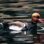 pochard, duck, water bird, nature, bird, plumage, water, feathers, duck bird, beak, drake, multicoloured, male, poultry, duck species, swim