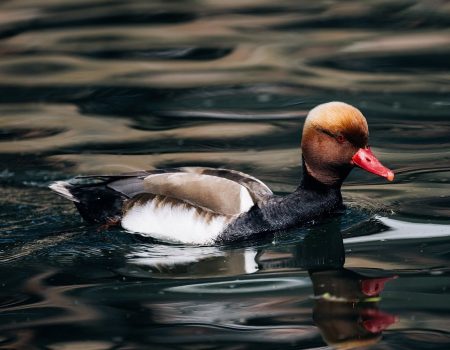 pochard, duck, water bird, nature, bird, plumage, water, feathers, duck bird, beak, drake, multicoloured, male, poultry, duck species, swim