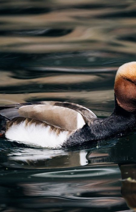 pochard, duck, water bird, nature, bird, plumage, water, feathers, duck bird, beak, drake, multicoloured, male, poultry, duck species, swim