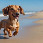 Mini dachshund on beach