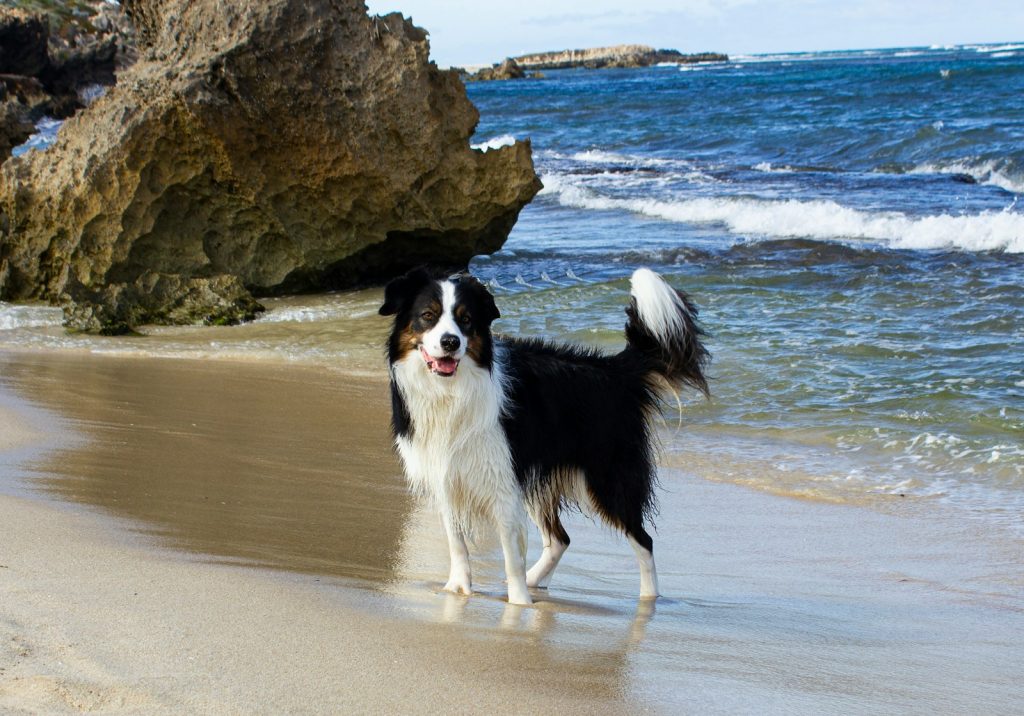 a black and white dog standing on top of a sandy beach