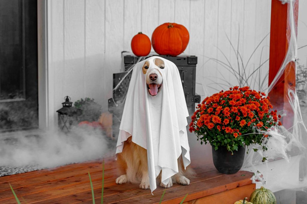 Adorable dog in ghost costume with pumpkins and flowers celebrating Halloween on porch.