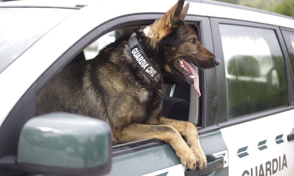 81-year-old man’s body found in Torre Pacheco