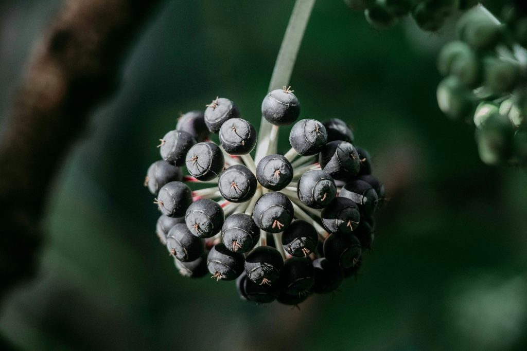 a close up of a bunch of berries on a tree