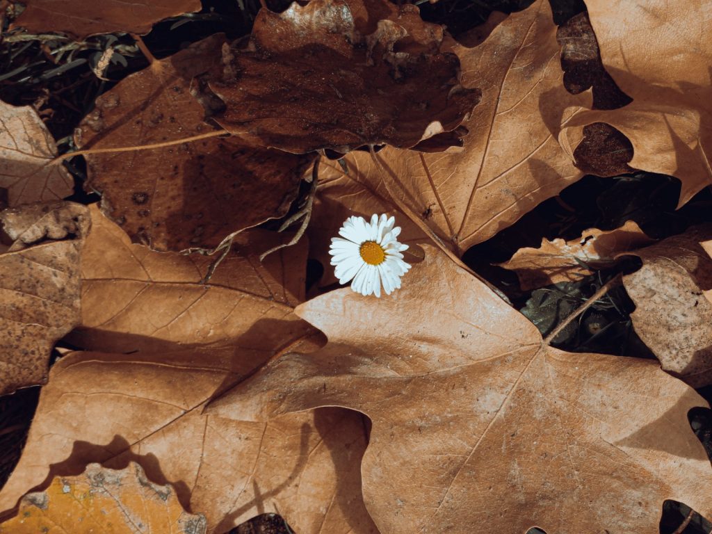 A white flower sitting on top of a leaf covered ground