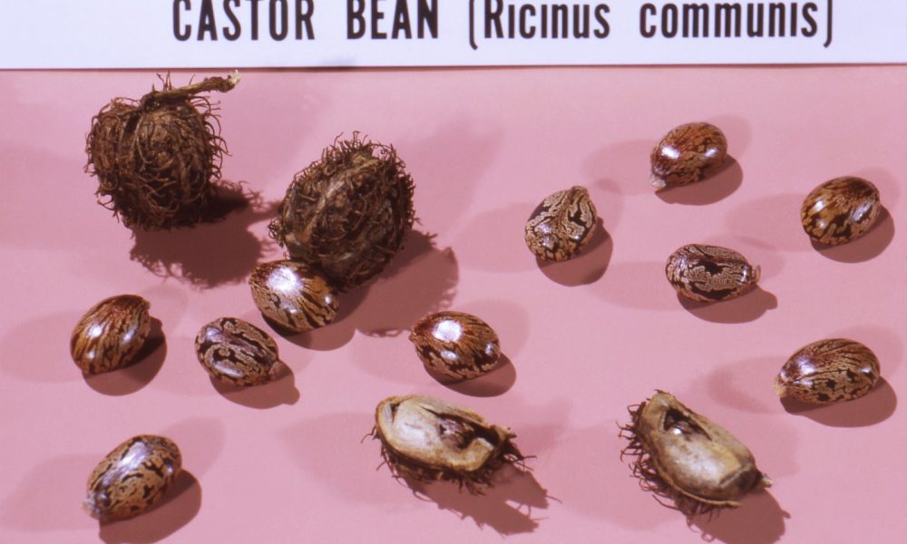 bunch of castor beans on white pink cloth