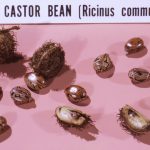 bunch of castor beans on white pink cloth