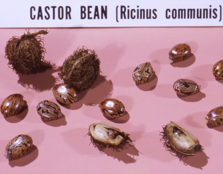 bunch of castor beans on white pink cloth