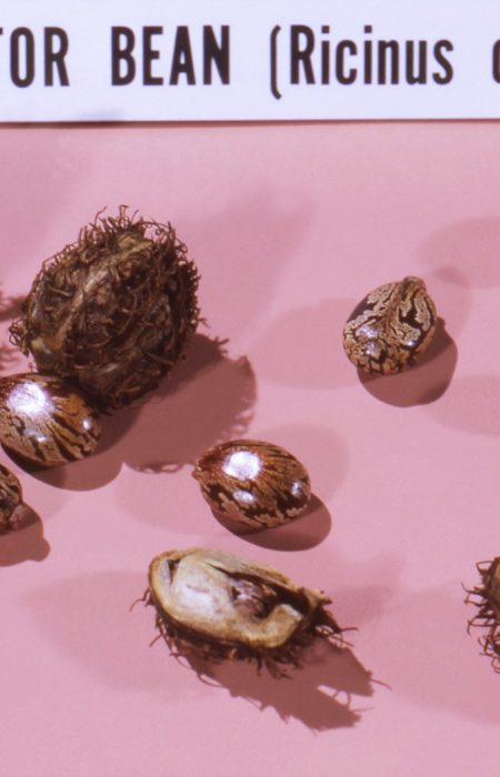 bunch of castor beans on white pink cloth