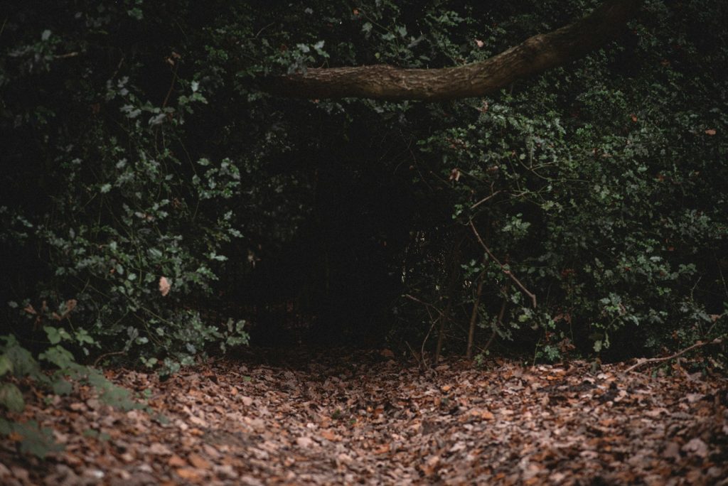 a path with leaves on the ground
