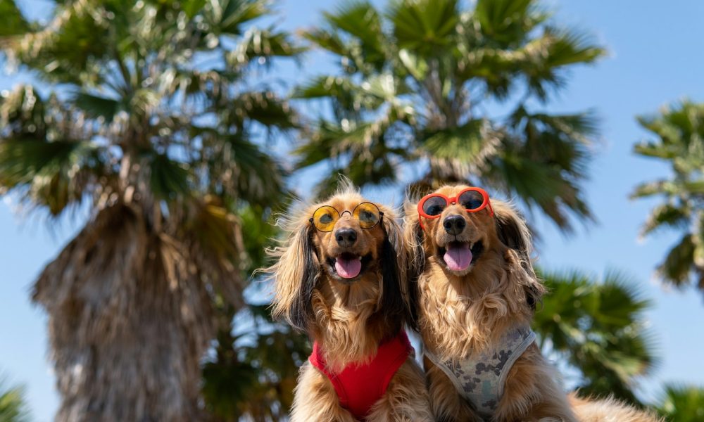brown and white long coated dog wearing sunglasses